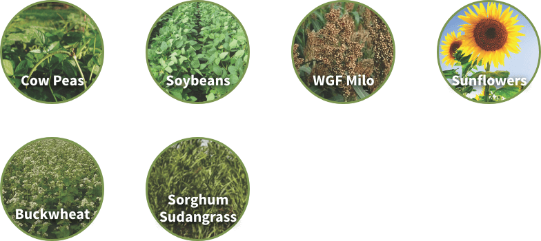Offered in 41lb bags | Planting Rate: 41lbs / acre