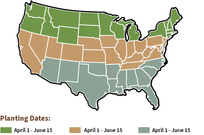 Bonafide - Planting dates