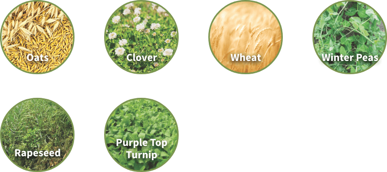 Offered in 50lb bags | Planting Rate: 2 bags / acre