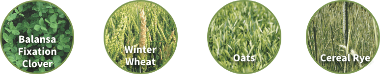 Available in 52lb bags | Planting Rate: 50 lbs / acre