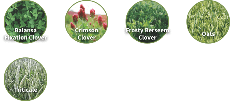 Available in 11lb bags | Planting Rate: 11lbs / quarter acre