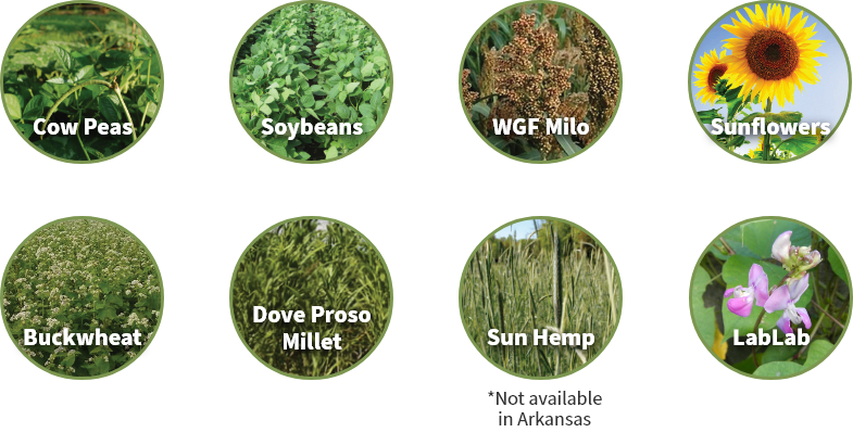 Offered in 41lb bags | Planting Rate: 41lbs / acre