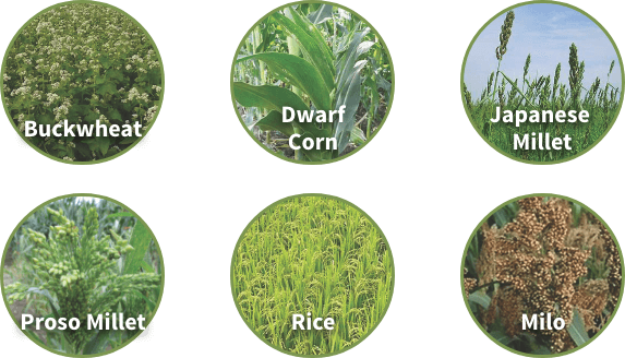 Offered in 20lb & 40lb bags | Planting Rate: 40lbs / acre