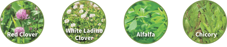 Available in 4.25lb bags | Planting Rate: 4.25 lbs / quarter acre