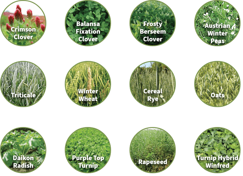  Available in 40lb bags | Planting rate: 80 lbs/acre